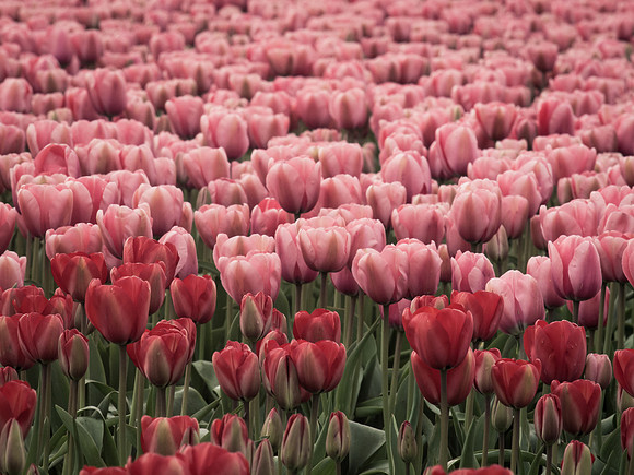 Tulips_-5