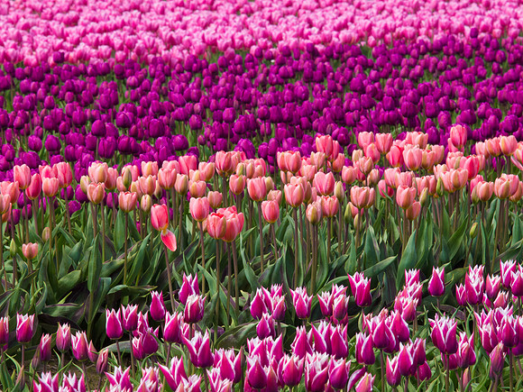 Tulips_-18