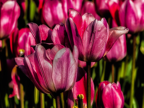 Skagit Valley Tulip Festival 2018 Set 1-16