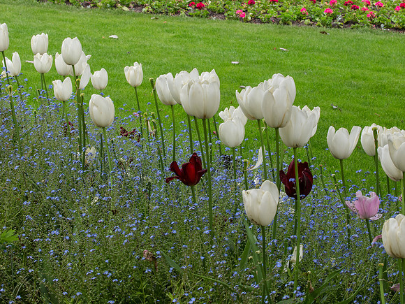 Butchart Gardens May 2012-52-2