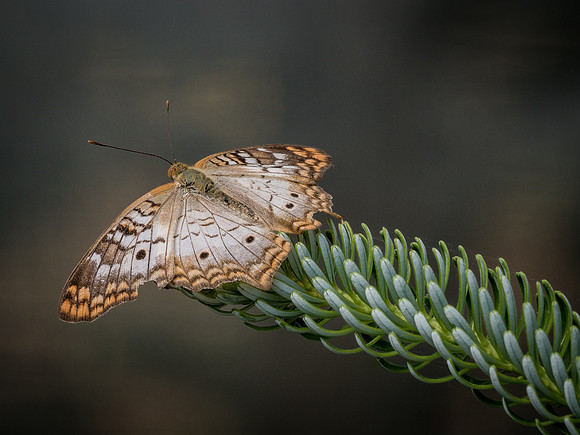 Butterflies May 2018 Set 2-5