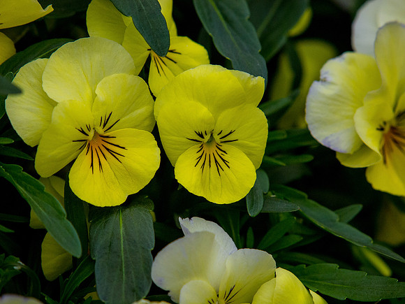 Butchart Gardens May 2012-45-2