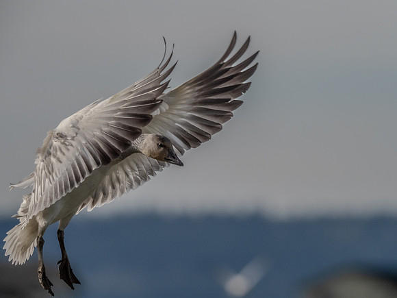 Skagit Valley Birds 11-11-18 (17 of 26)