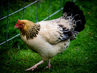 Chickens & Ducks-2