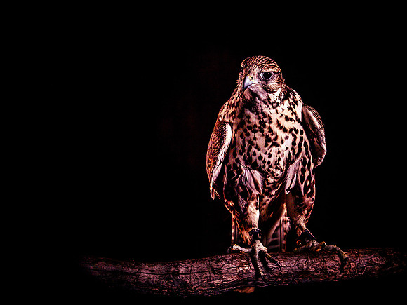 The Falconer with Olympus Cameras @ Kenmore Camera 2-2-19-37
