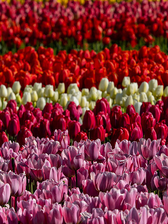 Skagti Valley Tulip Festival 2018 Set 2-3