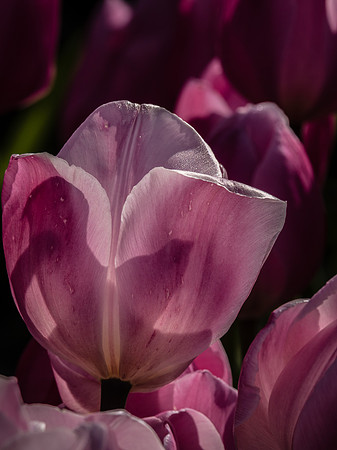 Skagti Valley Tulip Festival 2018 Set 2-12