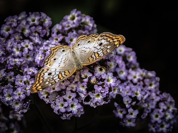 Butterflies May 2018 Set 2-3