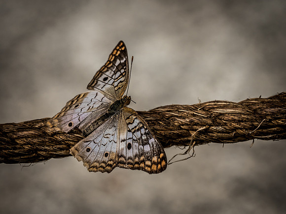Butterflies May 2018 Set 2-21