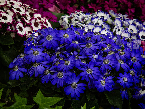 Butchart Gardens May 2012-49-2