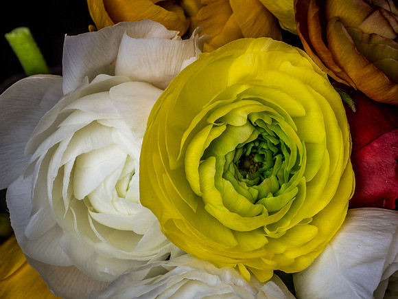 Ranunculus-10