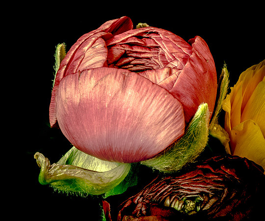 Ranunculus-14