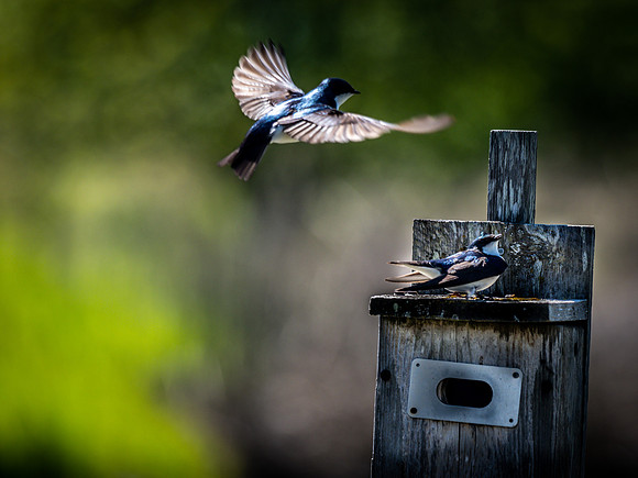 George C. Reifel Bird Sanctuary 5-7-19 set 2-28