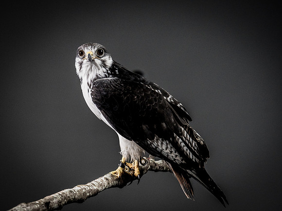 The Falconer with Olympus Cameras @ Kenmore Camera 2-2-19-47