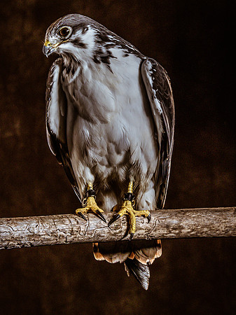 The Falconer with Olympus Cameras @ Kenmore Camera 2-2-19-42