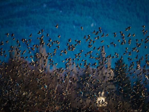 Skagit Valley 1-13-19-20