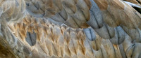 George C. Reifel Bird Sanctuary 5-7-19 set 2-13