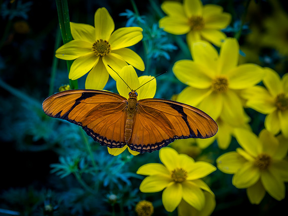 Butterflies May 2018 Set 2-28