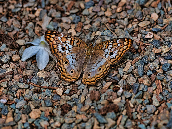 Butterflies May 2018 Set 2-32
