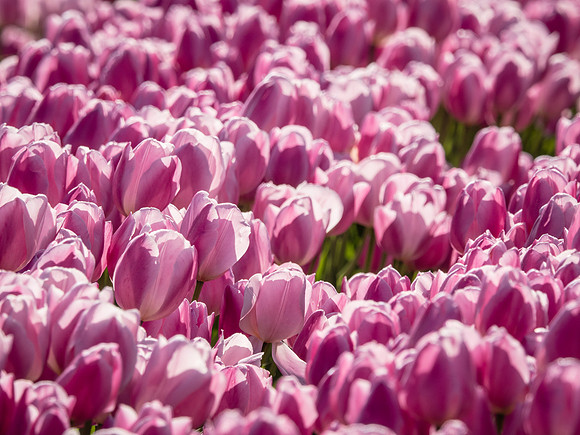 Skagti Valley Tulip Festival 2018 Set 2-11