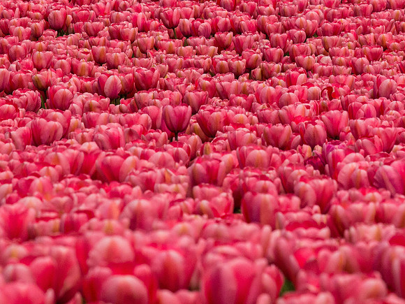 Tulips_-22