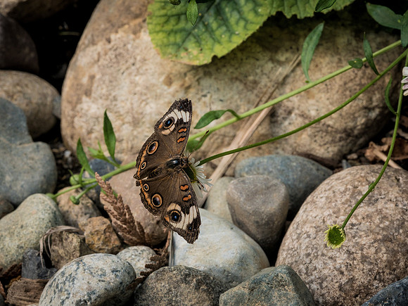 Butterflies May 2018 Set 2-4