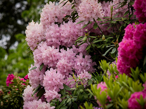 Butchart Gardens May 2012-31-2