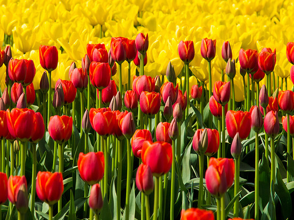 Tulips_-17
