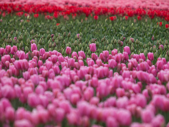 Tulips_-9