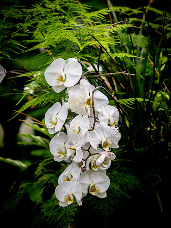 Butchart Gardens May 2012-38-2