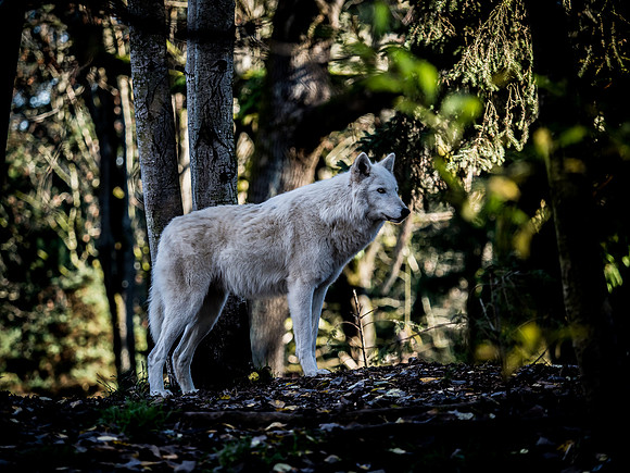Woodland Park Zoo 11-18-18