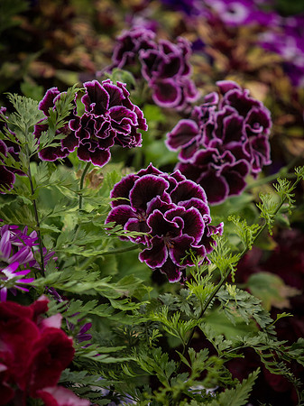 Butchart Gardens May 2012-39-2