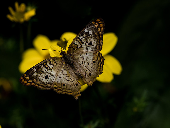 Butterflies May 2018 Set 2-20