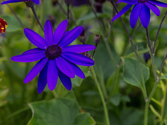 Butchart Gardens May 2012-44-2