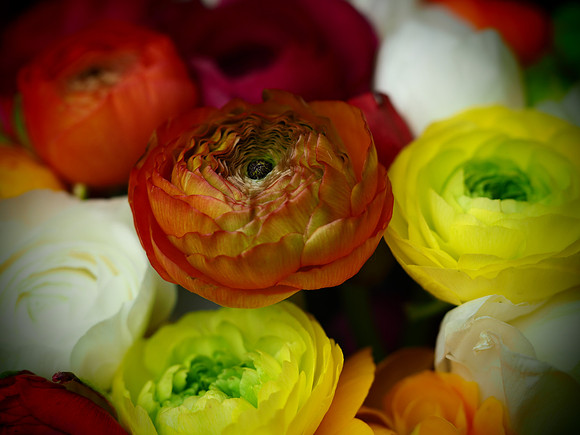 Ranunculus-9
