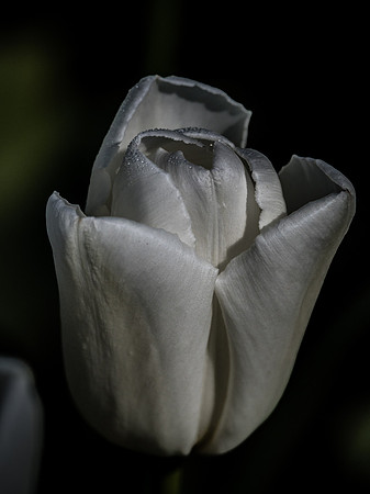 Skagit Valley Tulip Festival 2018 Set 1-8