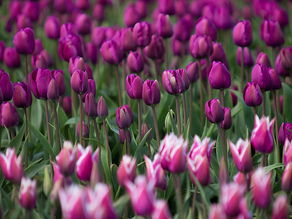 Tulips_-14