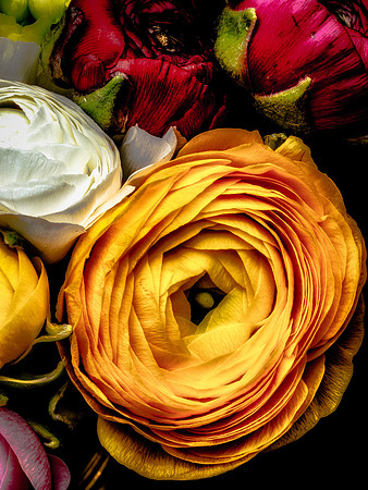 Ranunculus-18