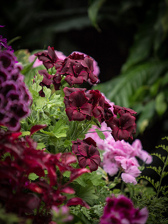 Butchart Gardens May 2012-40-2