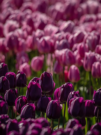 Skagti Valley Tulip Festival 2018 Set 2-13