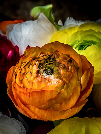 Ranunculus-22