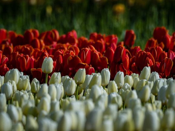 Skagit Valley Tulip Festival 2018 Set 1-17