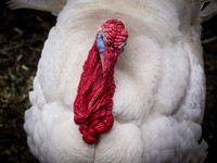 Chickens & Ducks-7