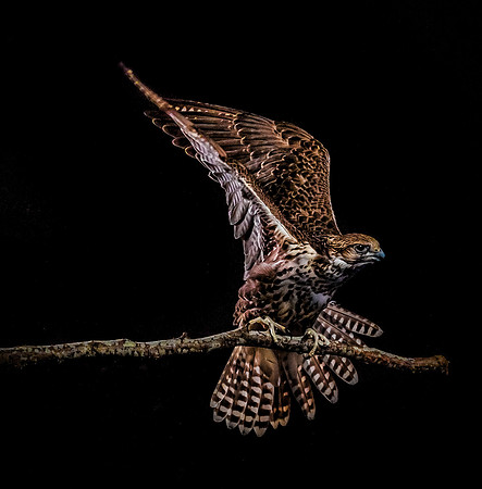 The Falconer with Olympus Cameras @ Kenmore Camera 2-2-19-33