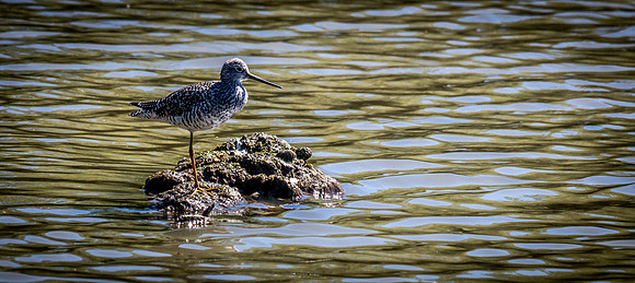 George C. Reifel Bird Sanctuary 5-7-19 set 2-29