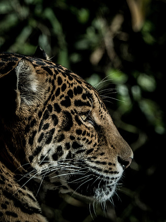 Woodland Park Zoo 11-18-18-9