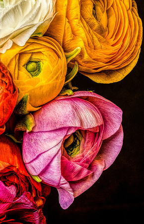 Ranunculus-16