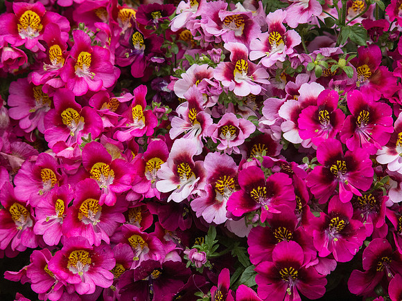 Butchart Gardens May 2012-21-2