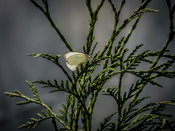 Butterflies May 2018 Set 2-22
