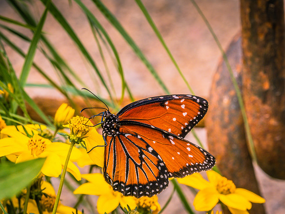 Butterflies May 2018 Set 2-27